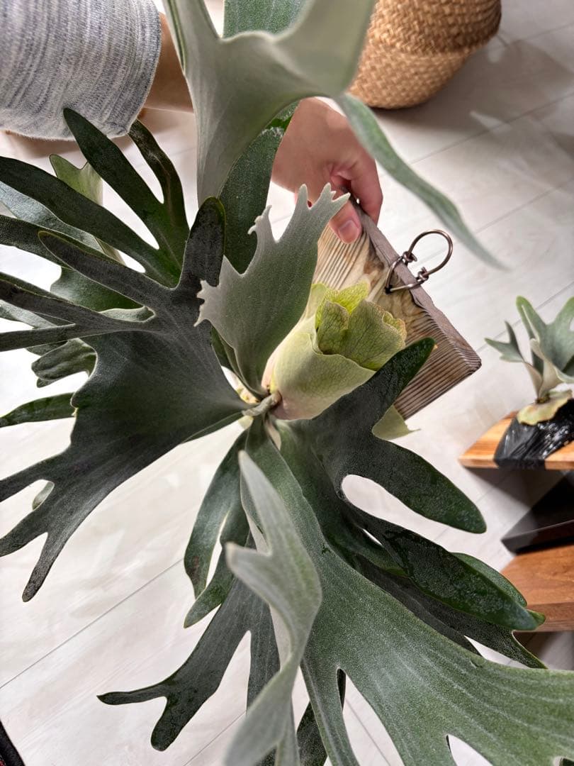 ビカクシダ P.Bambi