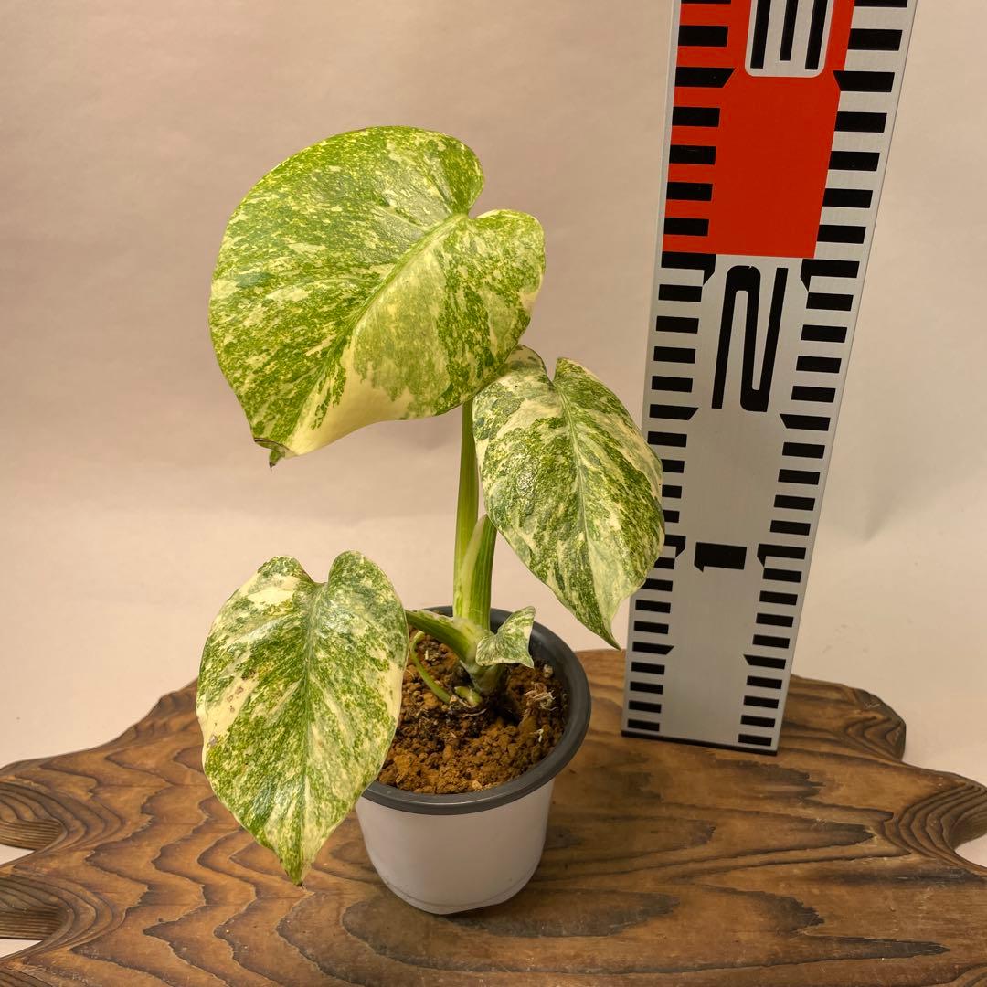 ユ*キ様 a14モンステラ　デリシオーサ　レガシー　斑入り