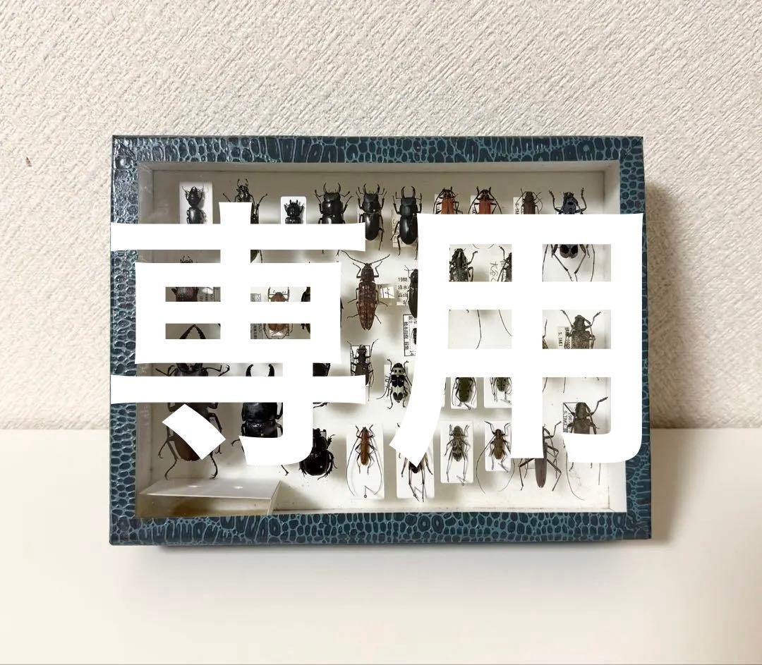 日本産甲虫標本セット