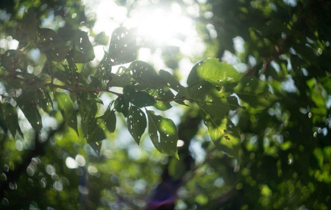 美品+ 分解清掃済 Helios-44-2 58mm f2 ぐるぐるボケ