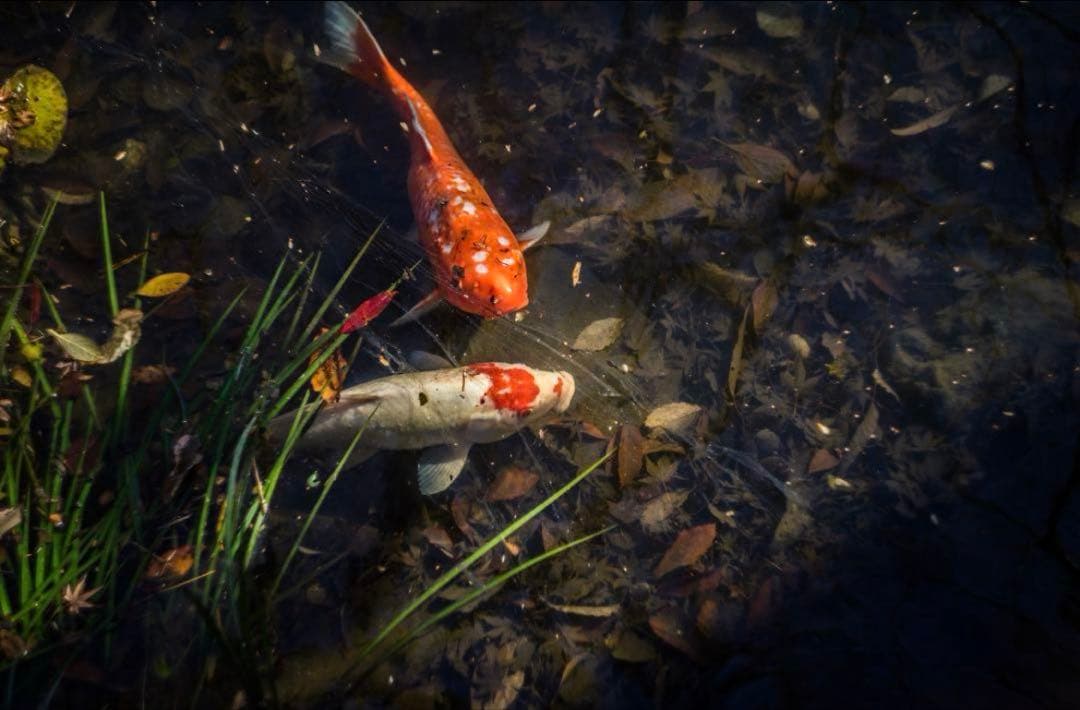 美品+ 分解清掃済 Helios-44-2 58mm f2 ぐるぐるボケ