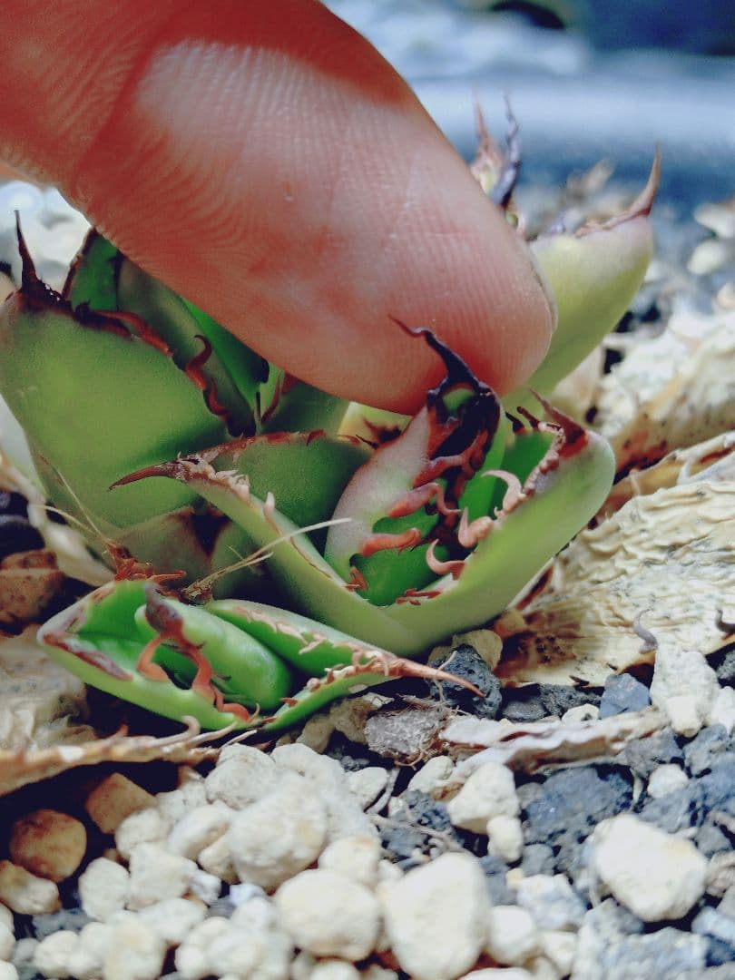 アガベ　チタノタ　エボリ×BB　エボリBB　ハイブリッド　子株