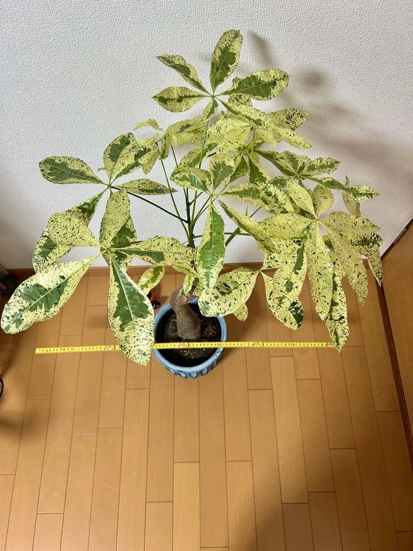 ❇ パキラ　ミルキーウェイ（美形）