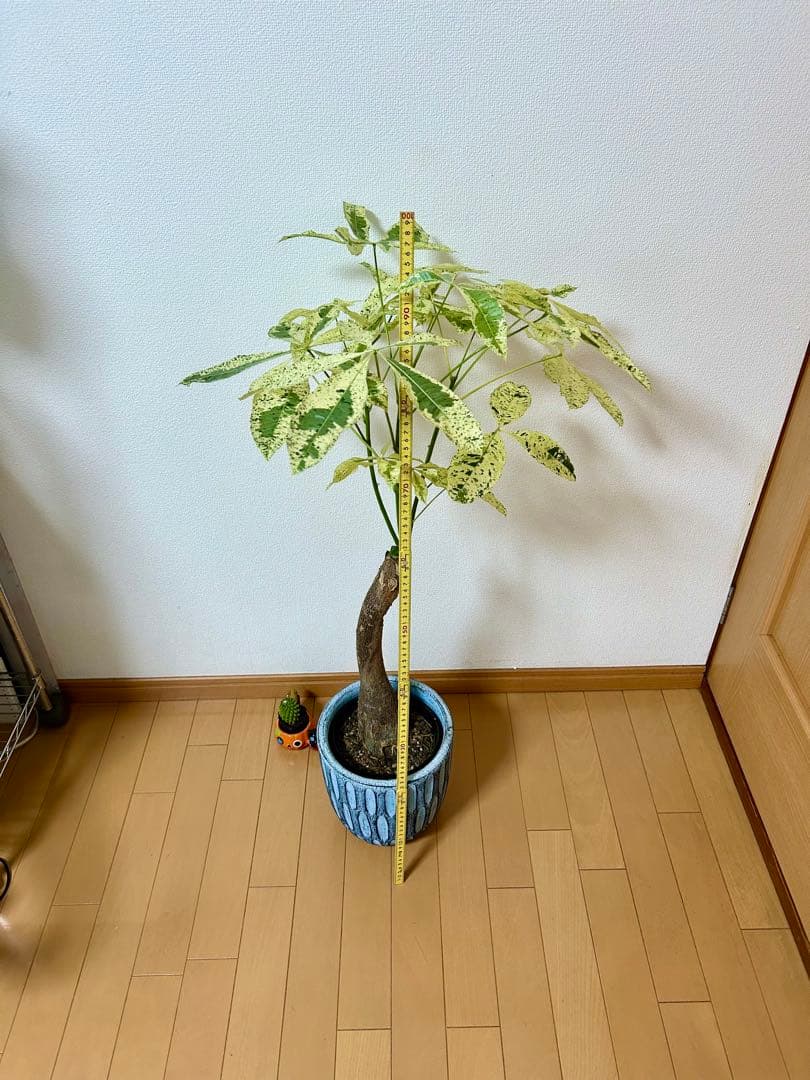 ❇ パキラ　ミルキーウェイ（美形）