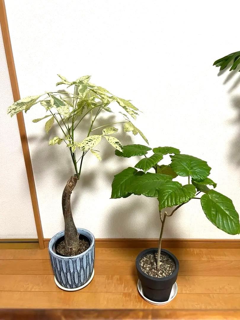 ❇ パキラ　ミルキーウェイ（美形）