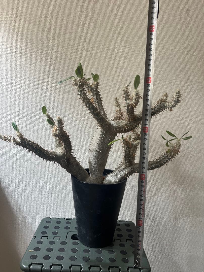 パキポディウム伊藤ハイブリッド　特大株❗️