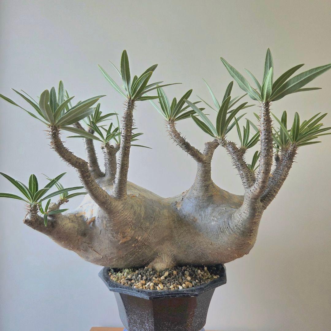 や*や様 【最終値下げ】パキポディウム　グラキリス　現地球　二頭　　大株