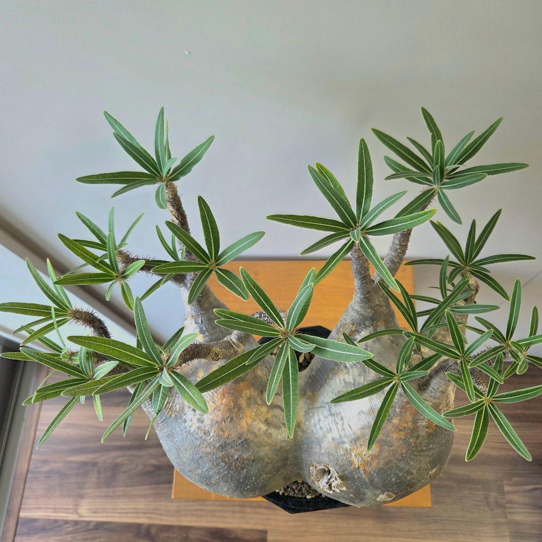 や*や様 【最終値下げ】パキポディウム　グラキリス　現地球　二頭　　大株