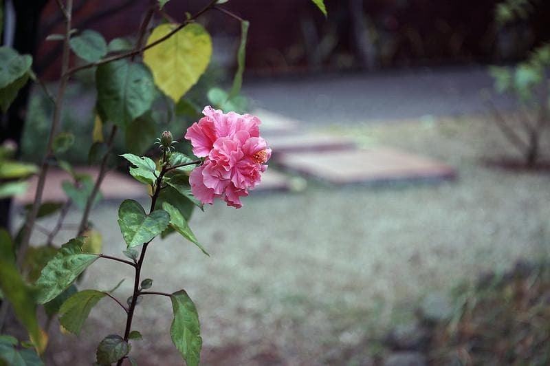 63　未使用　パンケーキ　インダスター50-2　50ｍｍF3.5アダプタ付