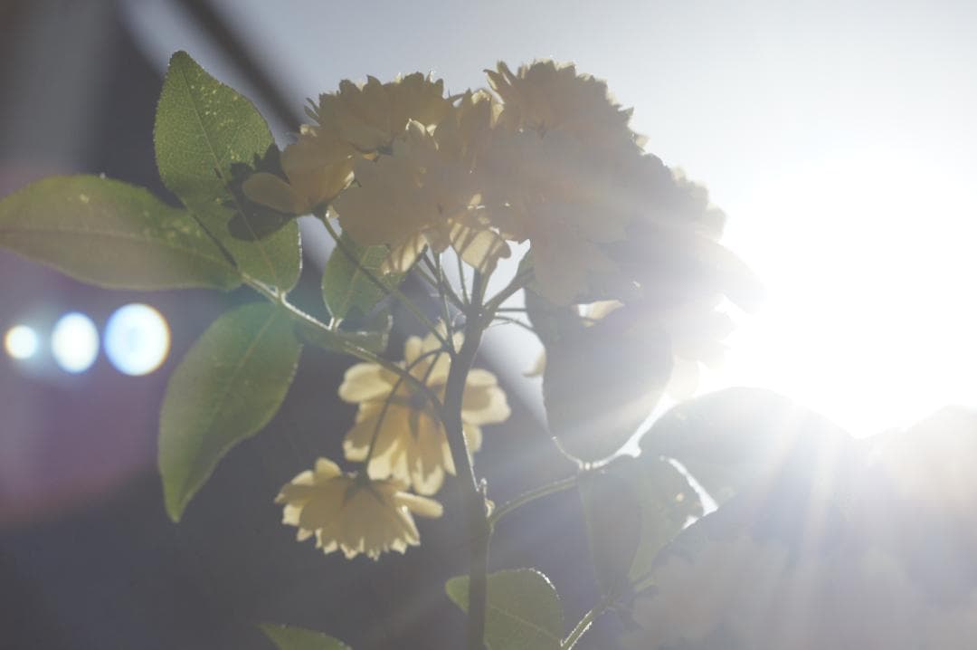 極美フレア_作例有✨ PENTAX スーパータクマー 55mm f1.8 前期型