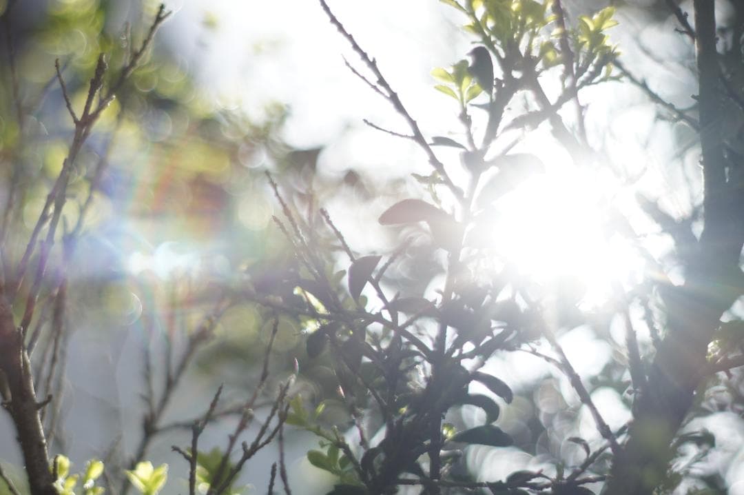 極美フレア_作例有✨ PENTAX スーパータクマー 55mm f1.8 前期型