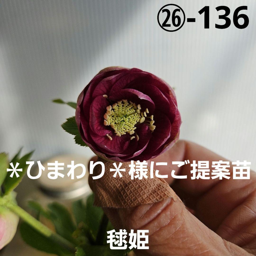 ＊ひまわり＊様ご購入苗㉖-136㉖-184クリスマスローズ