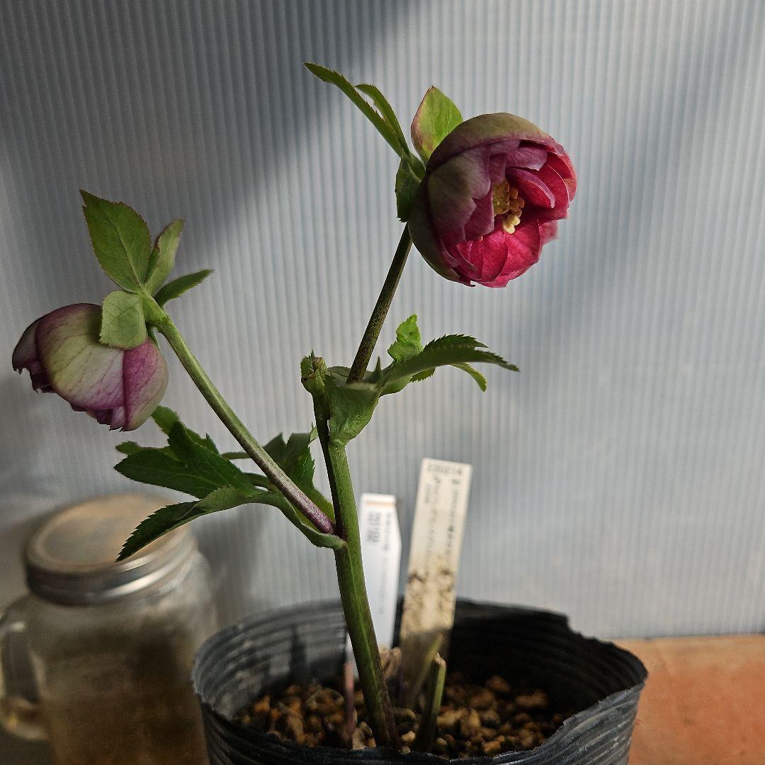 ＊ひまわり＊様ご購入苗㉖-136㉖-184クリスマスローズ