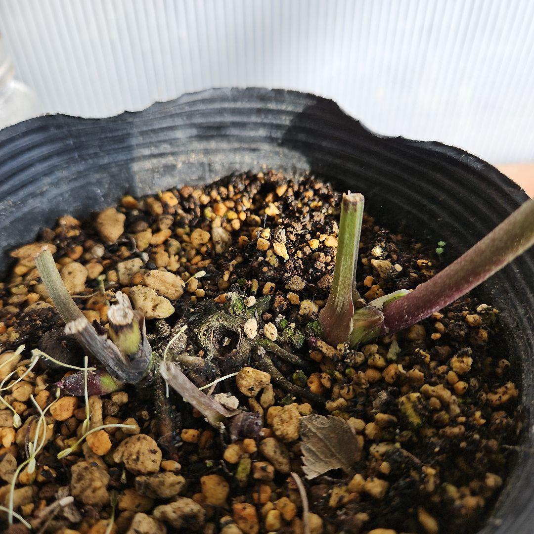 ＊ひまわり＊様ご購入苗㉖-136㉖-184クリスマスローズ