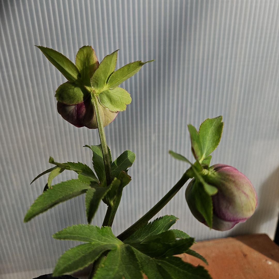 ＊ひまわり＊様ご購入苗㉖-136㉖-184クリスマスローズ