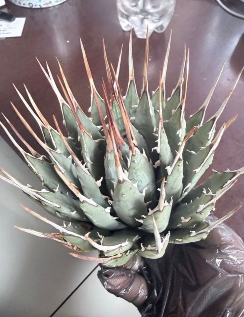 耐寒性アガベ エボリスピナ陽炎◇ユタエンシス多肉サボテン　チタノタ　ホリダ南国