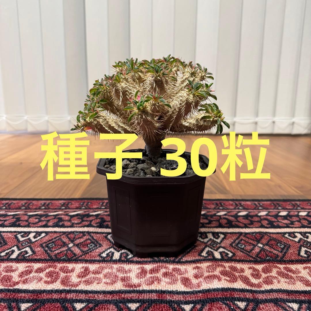 ギラウミニアアナ　種子 30粒