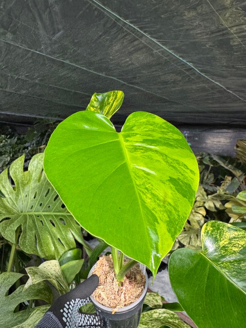 Mr2モンステラ　イエローマリリン　黄斑入り