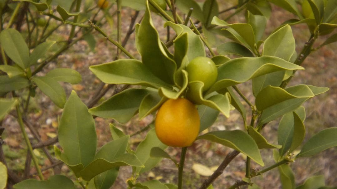 【写ルンです感覚のコンデジ】LUMIX DMC-GF3 32mm スマホ転送OK