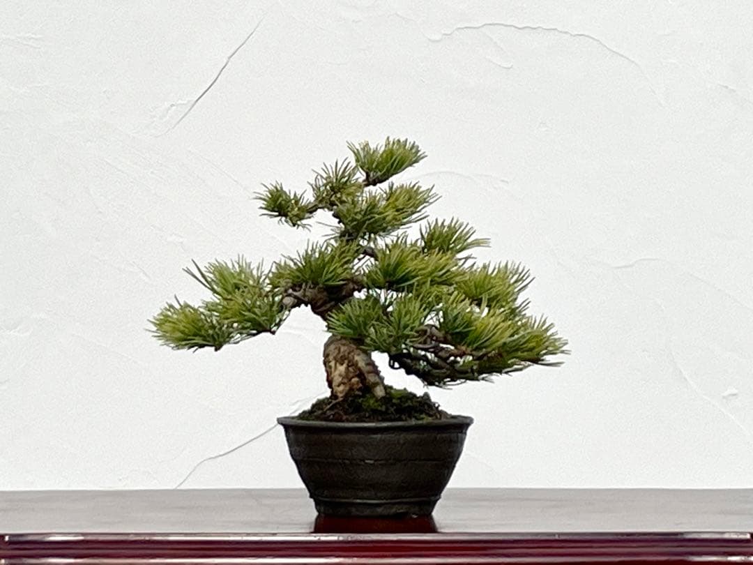 三河盆栽　石鎚五葉松　盆栽　イシヅチゴヨウマツ　十王堂　松泉　鉢　小品盆栽