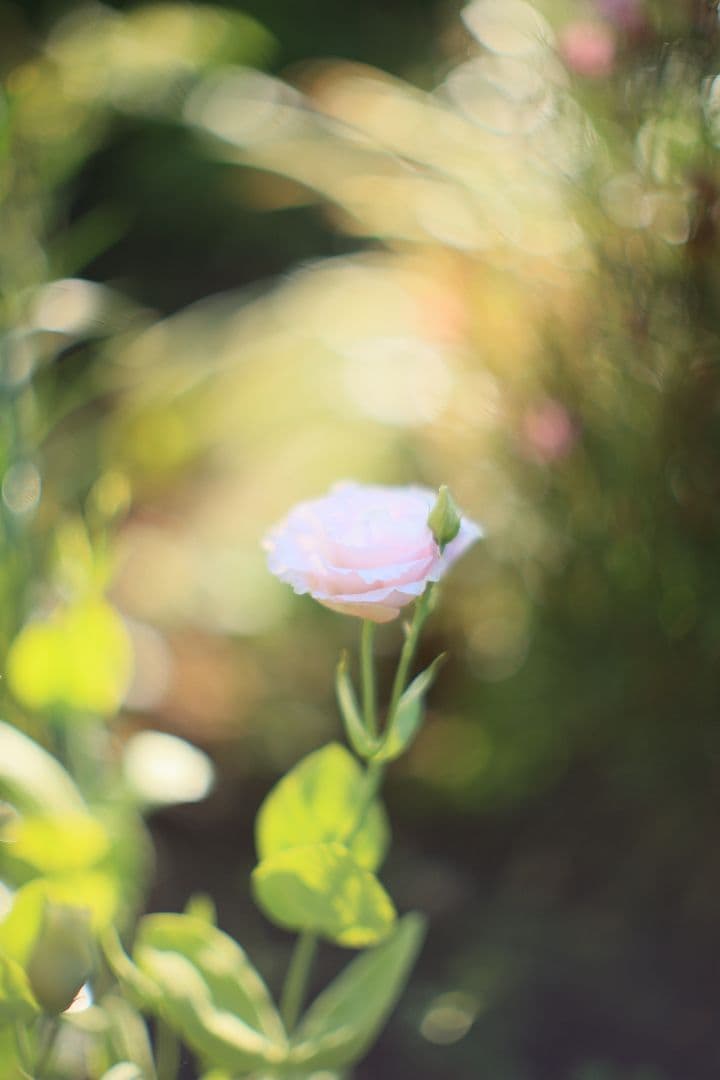 CANON FL 58mm F1.2 【並品】