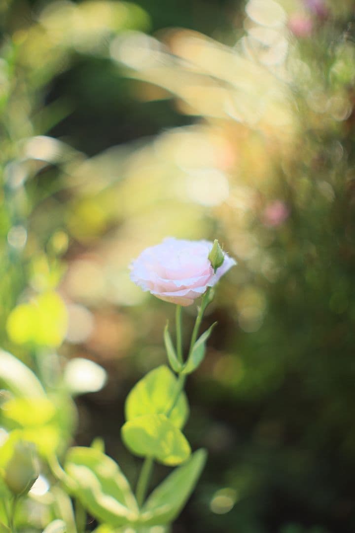 CANON FL 58mm F1.2 【並品】