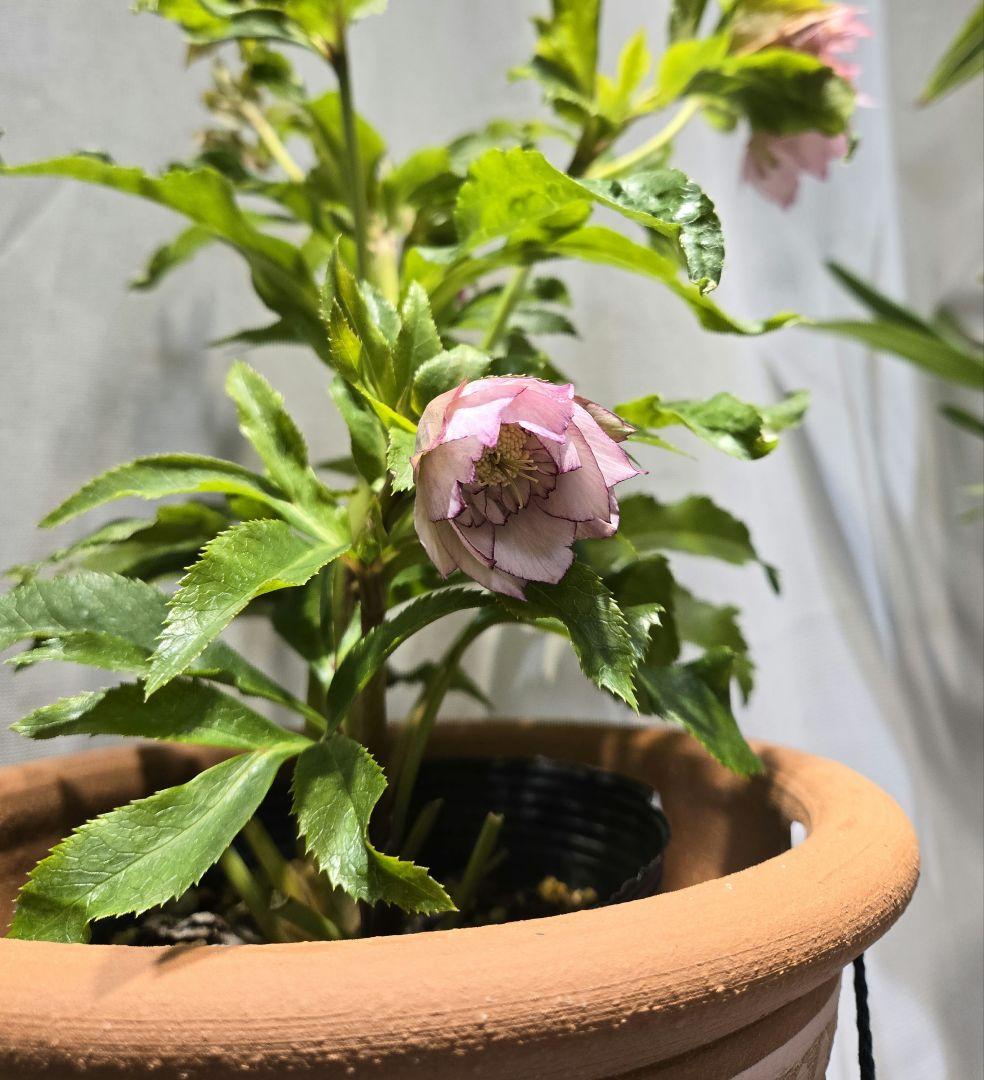 未株分　クリスマスローズ　ラージネクタリー　シャルウィダンス　若泉ファーム