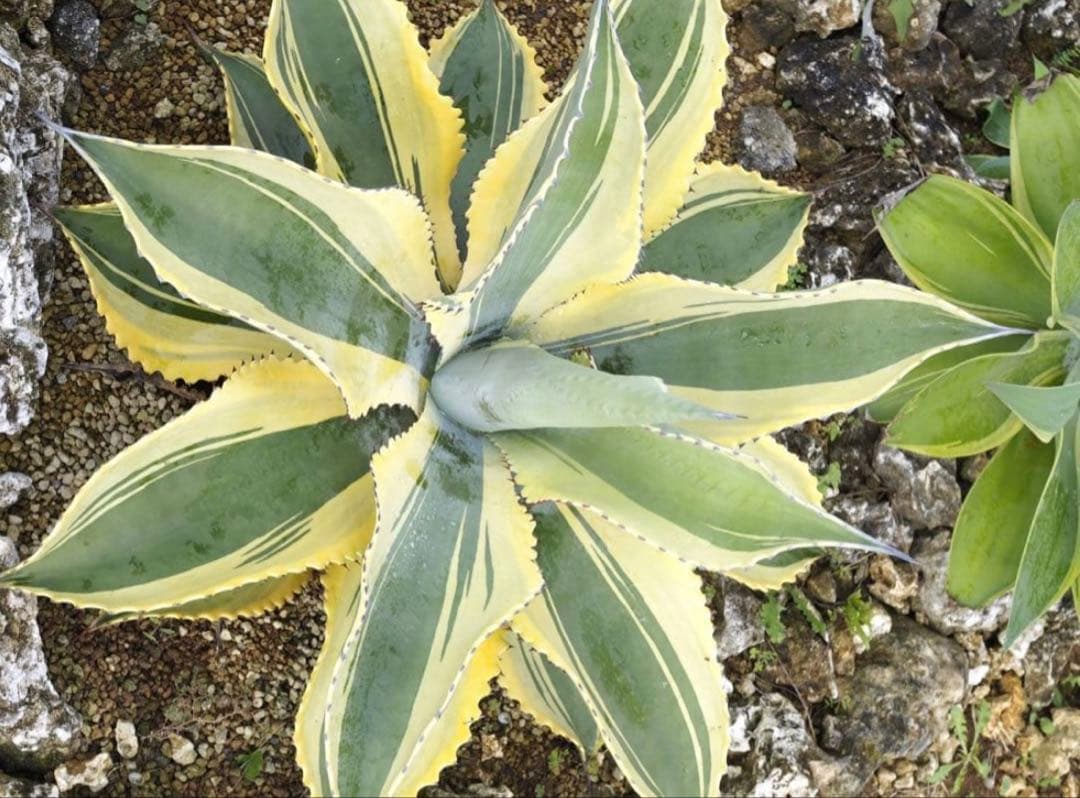 アガベ サルミ アナフェロックス リップル エフェクト