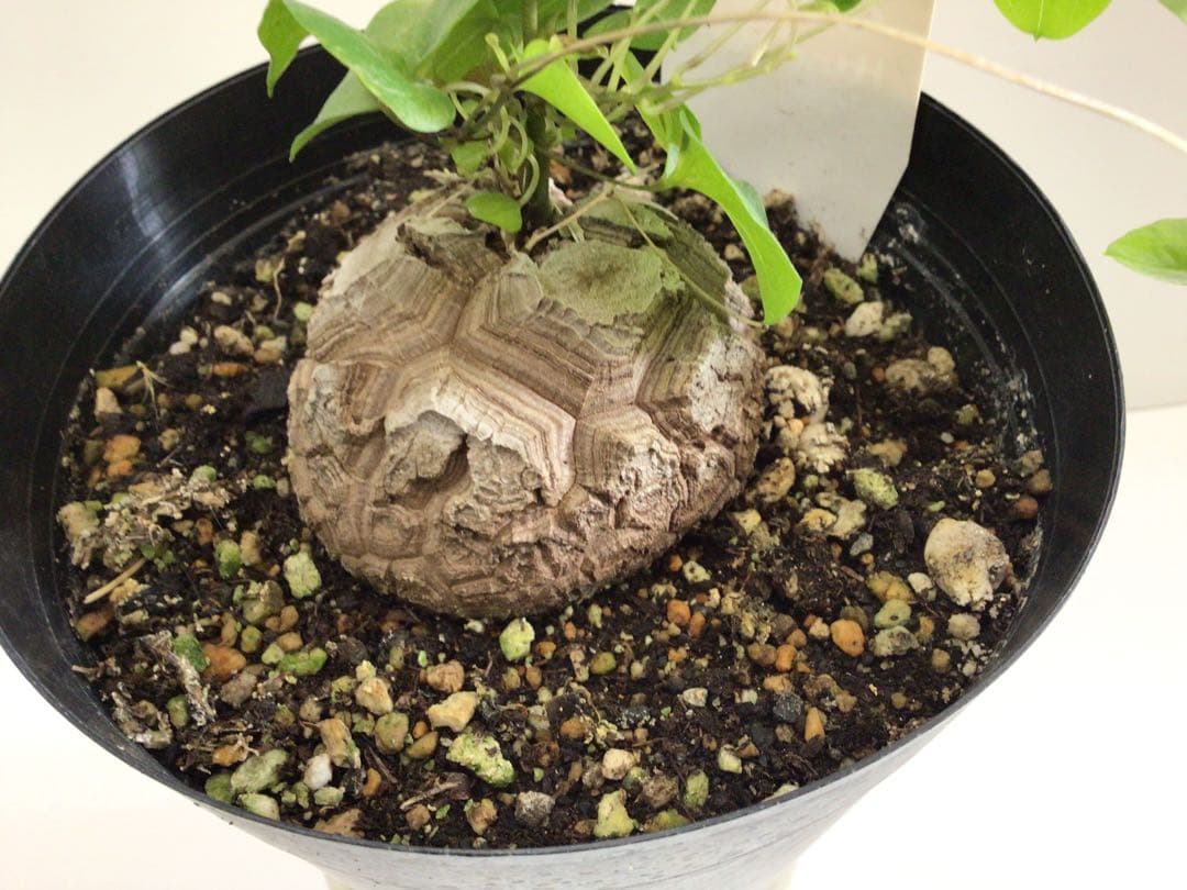 ③ 特選品‼︎ しっかりとした塊根直径9センチ亀甲竜