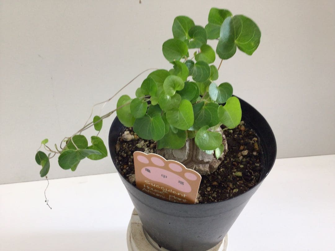 ③ 特選品‼︎ しっかりとした塊根直径9センチ亀甲竜