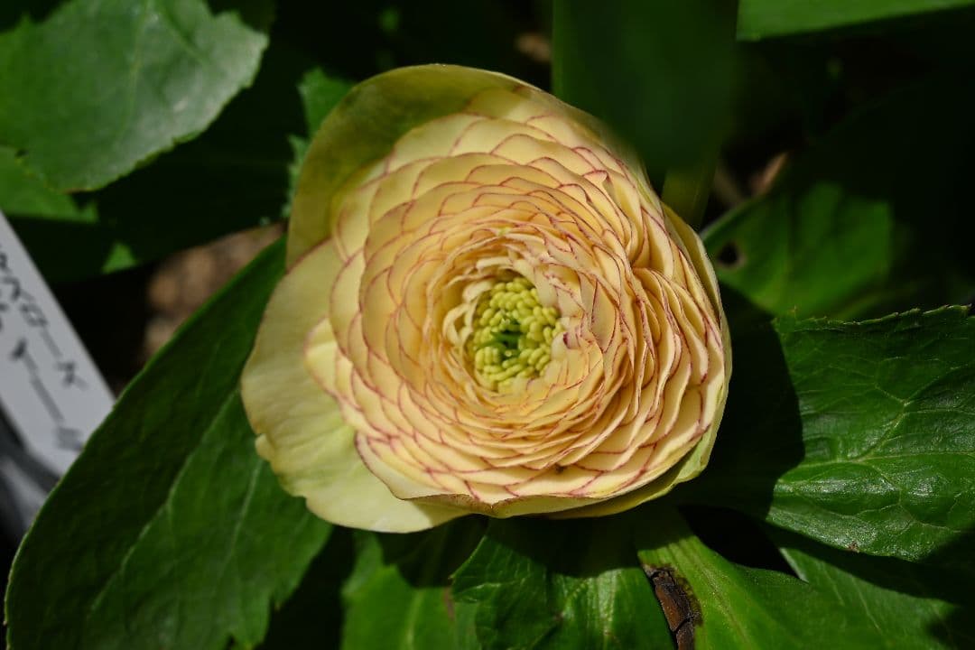 クリスマスローズ　必見！認定超アフロディーテ　加藤農園