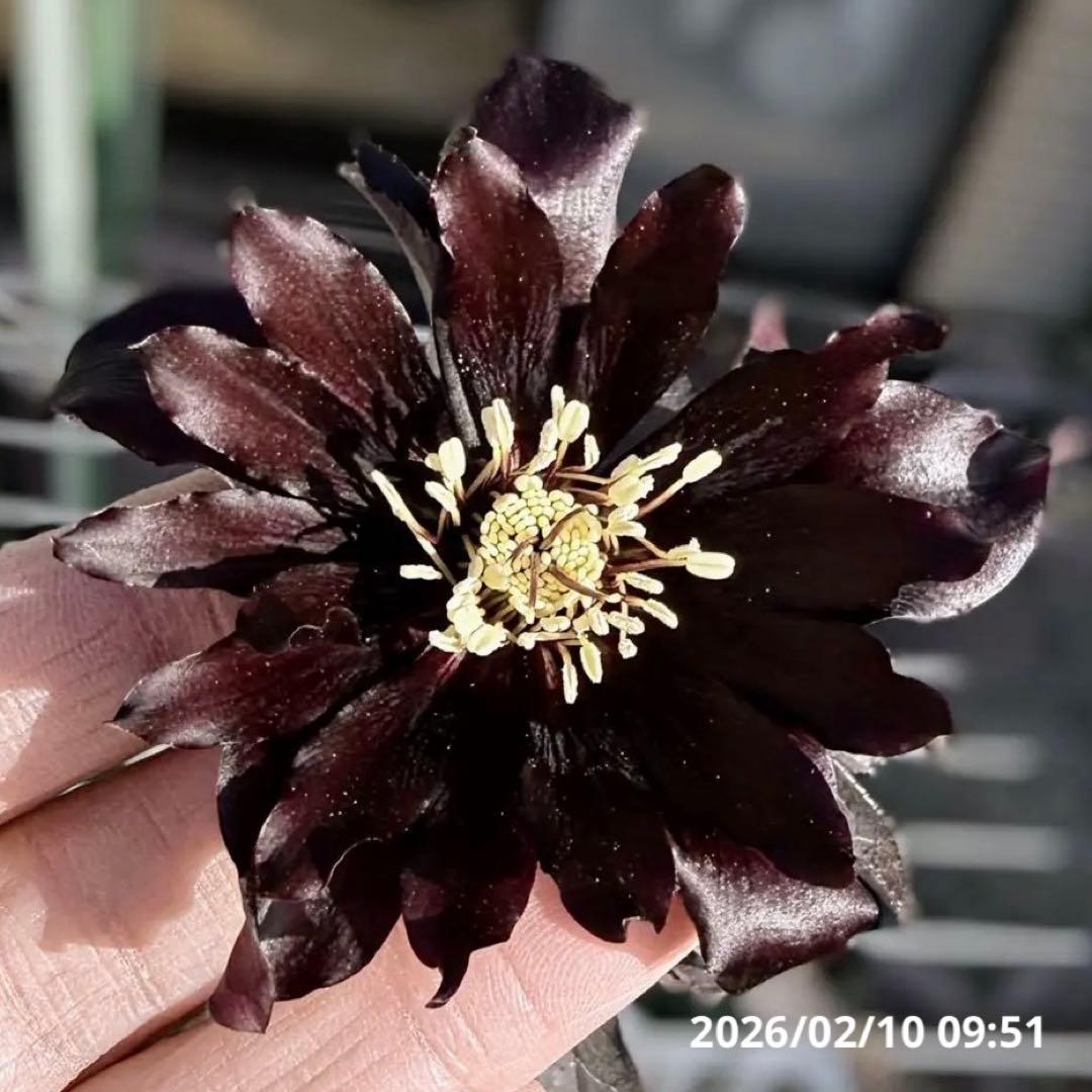 う*ん様 ■広瀬園芸■ 蕾あり ブラックマジック 今季株分け クリスマスローズ