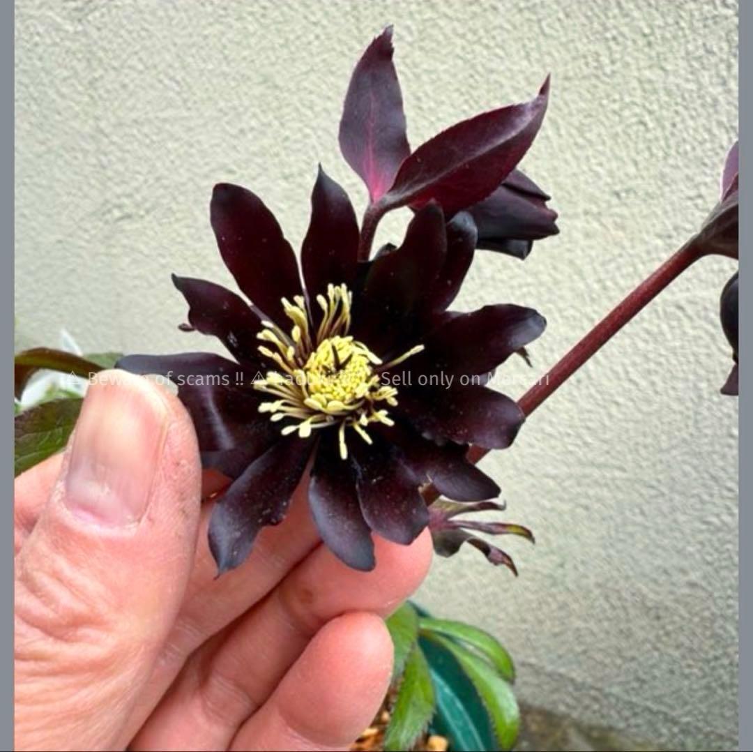 う*ん様 ■広瀬園芸■ 蕾あり ブラックマジック 今季株分け クリスマスローズ