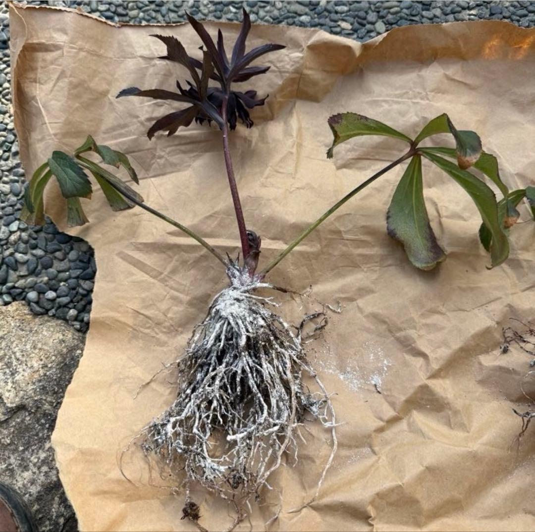 う*ん様 ■広瀬園芸■ 蕾あり ブラックマジック 今季株分け クリスマスローズ