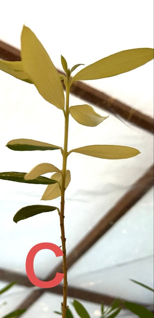 オリーブ斑入り剪定枝　Ｂ.C各1本　長さ 7センチ