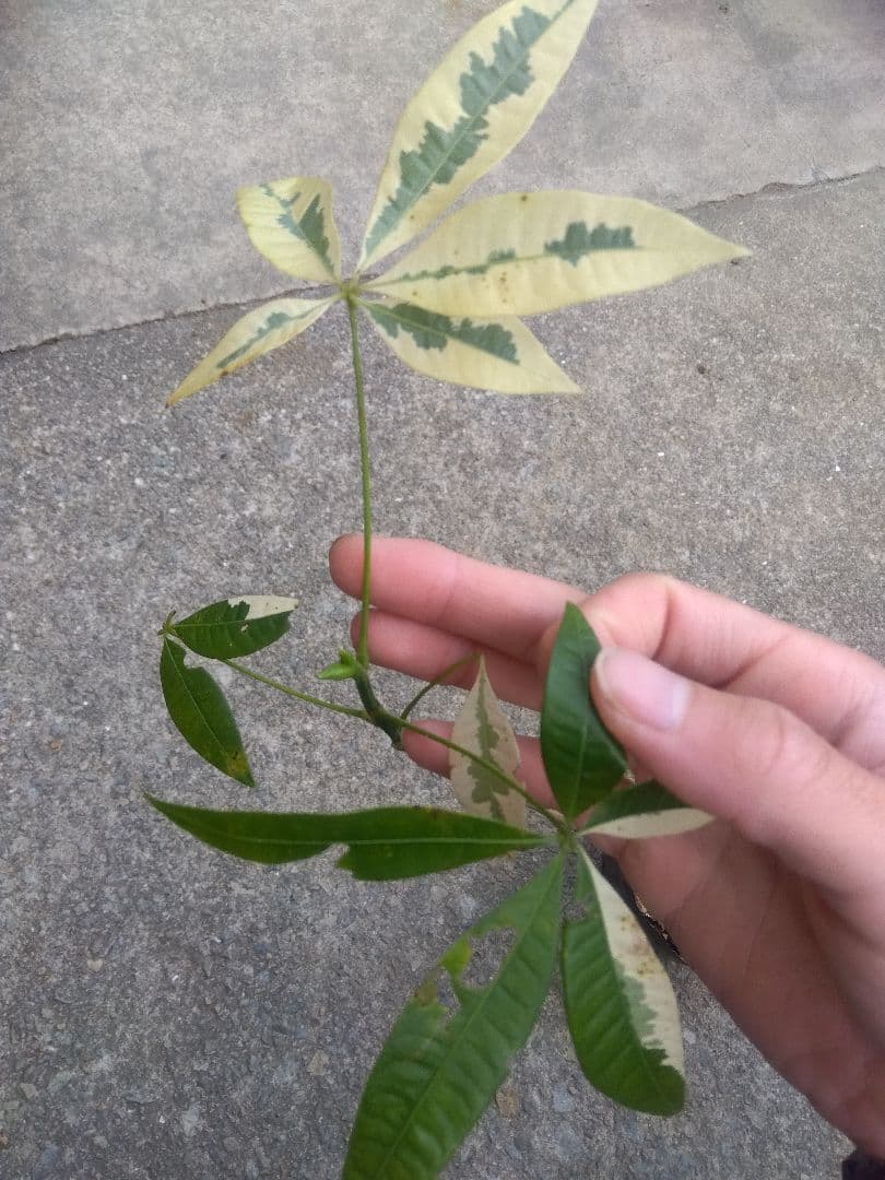 ちぃ　パキラ斑入り実生4号ポットつき