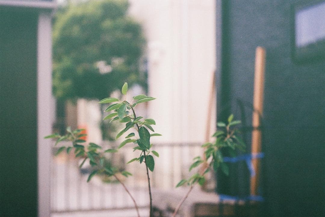 試射済！OH・シャッター幕交換済　バルナックライカ Ⅲf 3f RD セルフ付き