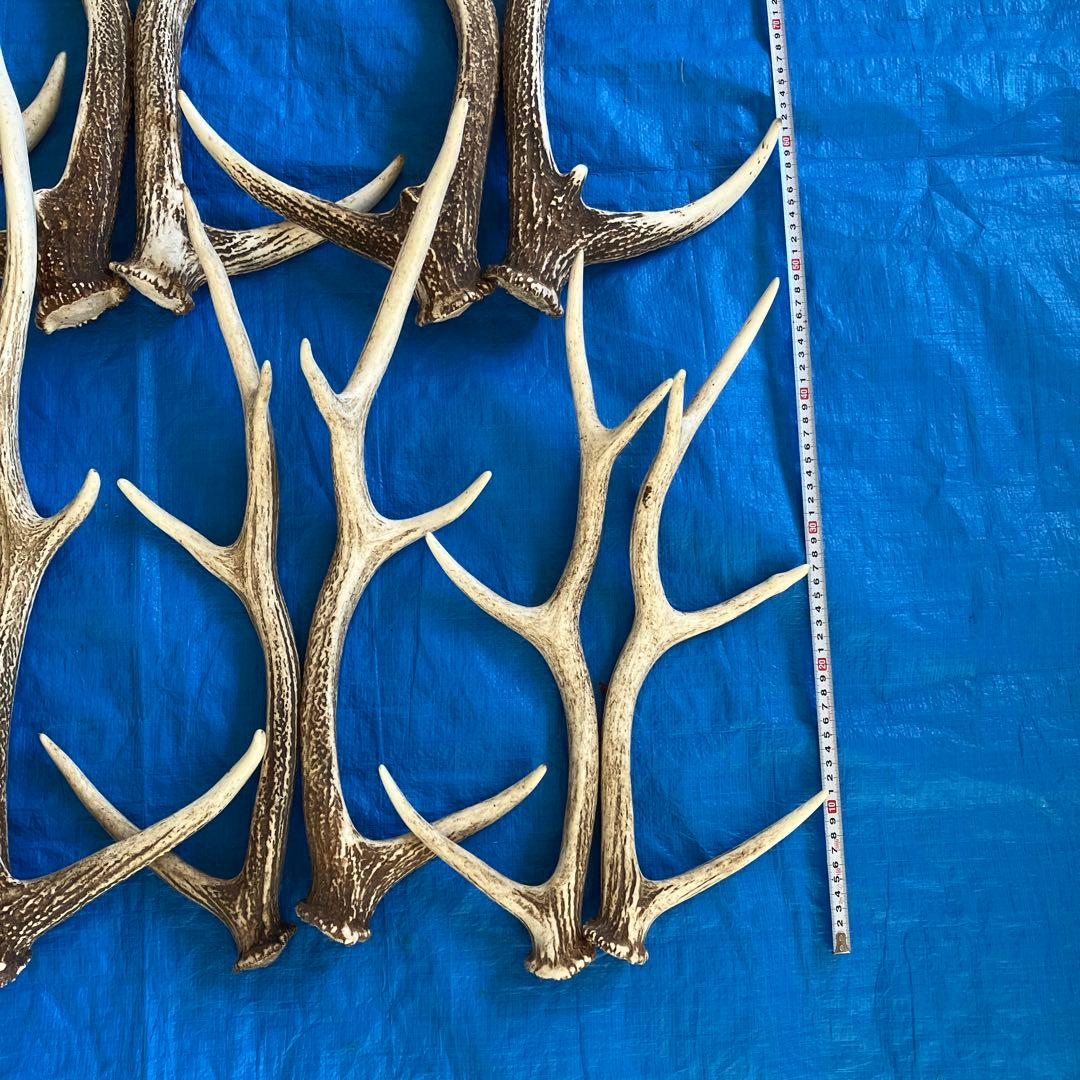 蝦夷鹿　道東地区　落ち角