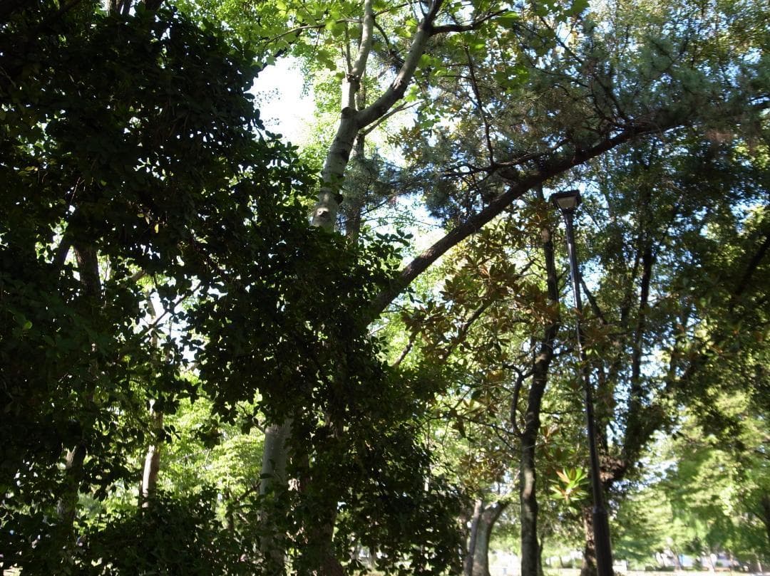 ✨ショット数1363回で美品✨インスタ撮影✨GR DIGITAL III　591