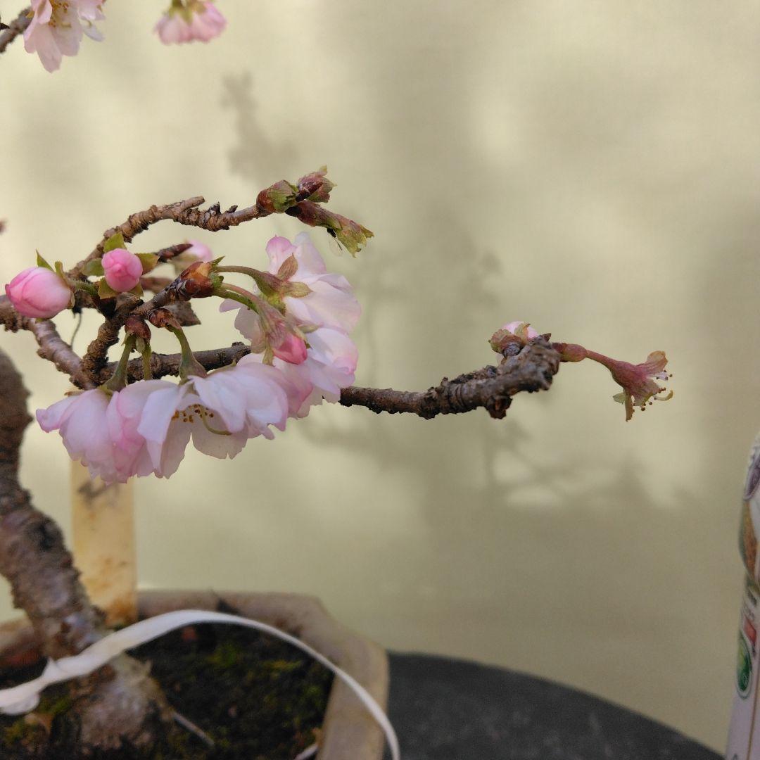 値引きセール中。十月桜盆栽　花ざかり