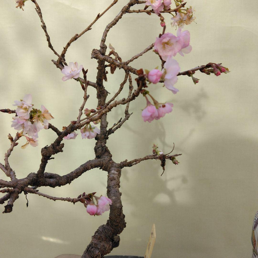 値引きセール中。十月桜盆栽　花ざかり