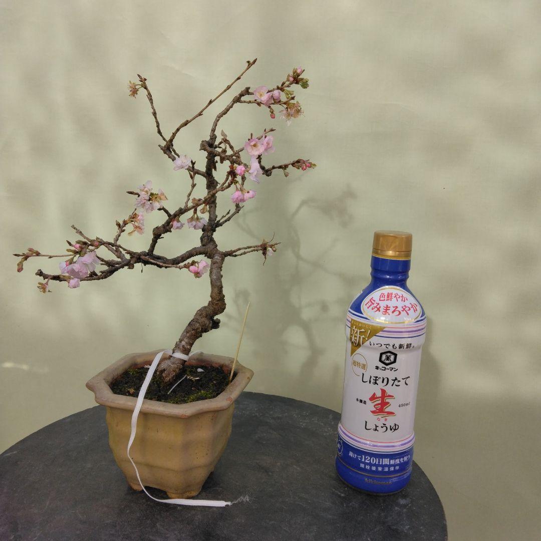 値引きセール中。十月桜盆栽　花ざかり