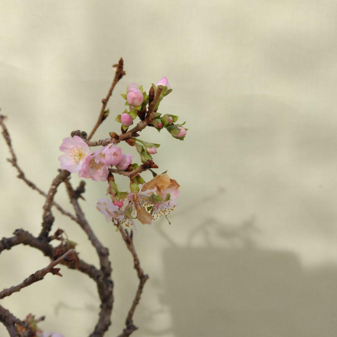 値引きセール中。十月桜盆栽　花ざかり