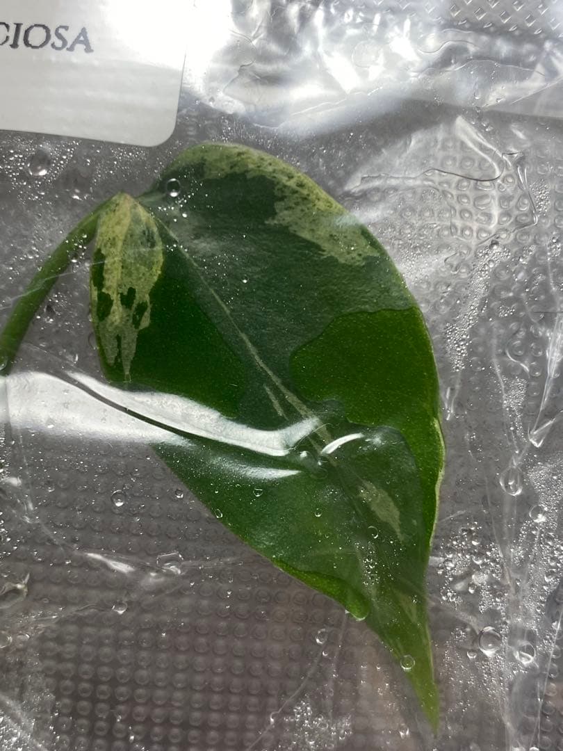 V*a様 【セール‼️】モンステラ　デリシオーサ　バルバソー　フシギダネ/ベトシ