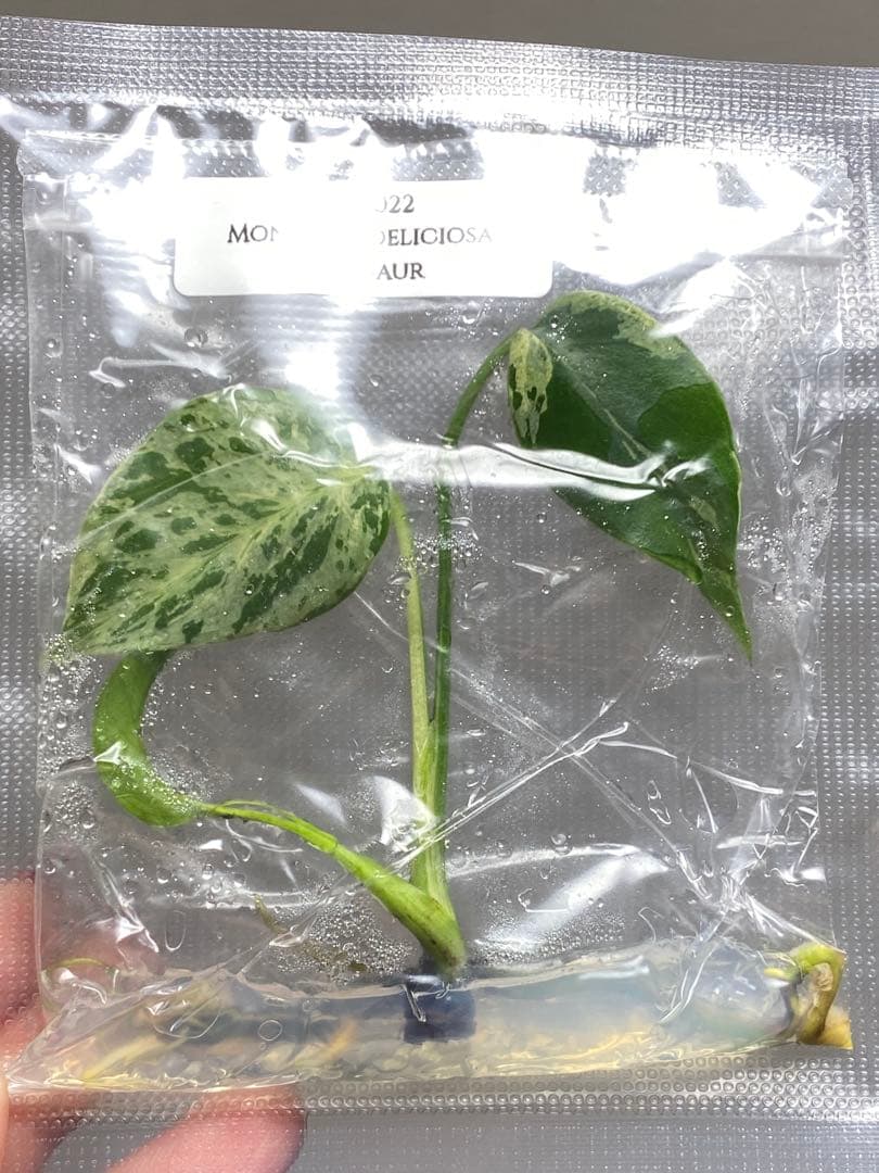 V*a様 【セール‼️】モンステラ　デリシオーサ　バルバソー　フシギダネ/ベトシ