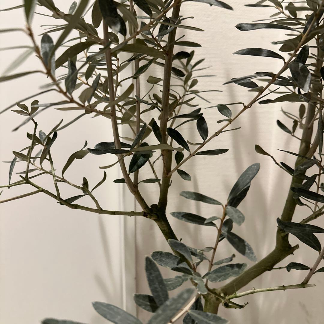 【オリーブ】特大 7号 高さ120cm 鉢ごと発送 送料込み