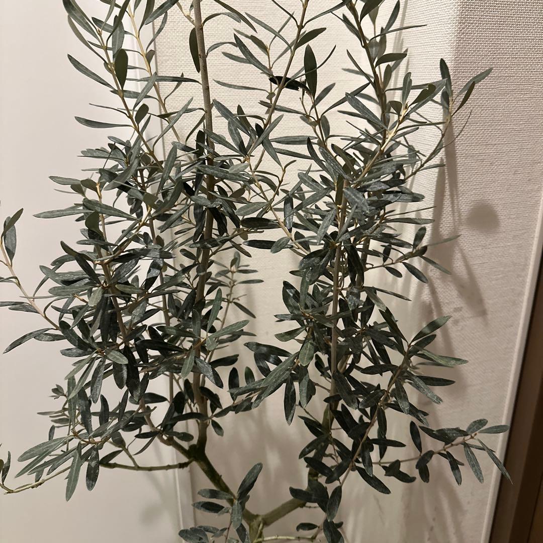 【オリーブ】特大 7号 高さ120cm 鉢ごと発送 送料込み