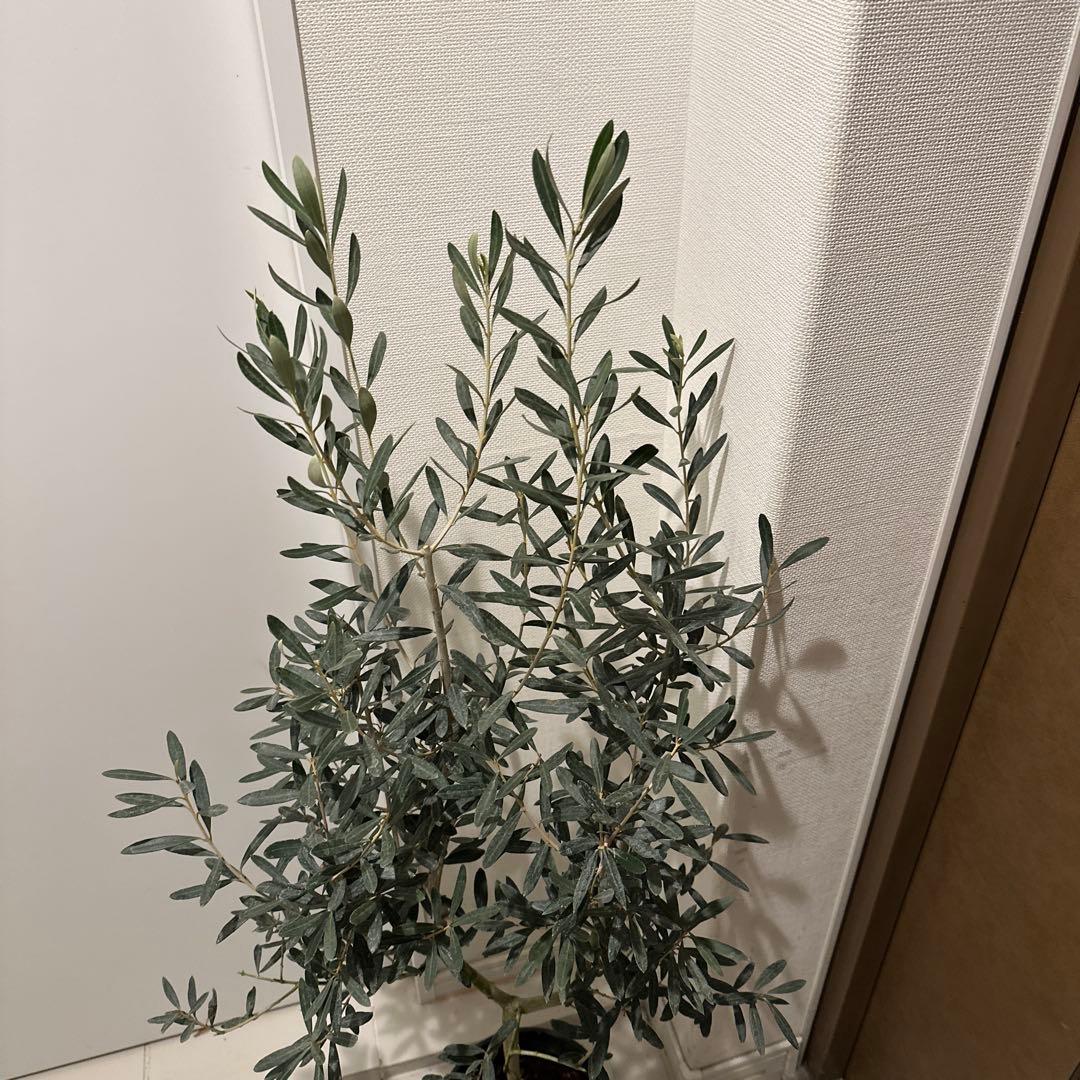 【オリーブ】特大 7号 高さ120cm 鉢ごと発送 送料込み