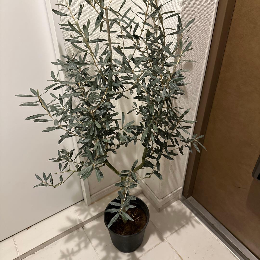 【オリーブ】特大 7号 高さ120cm 鉢ごと発送 送料込み