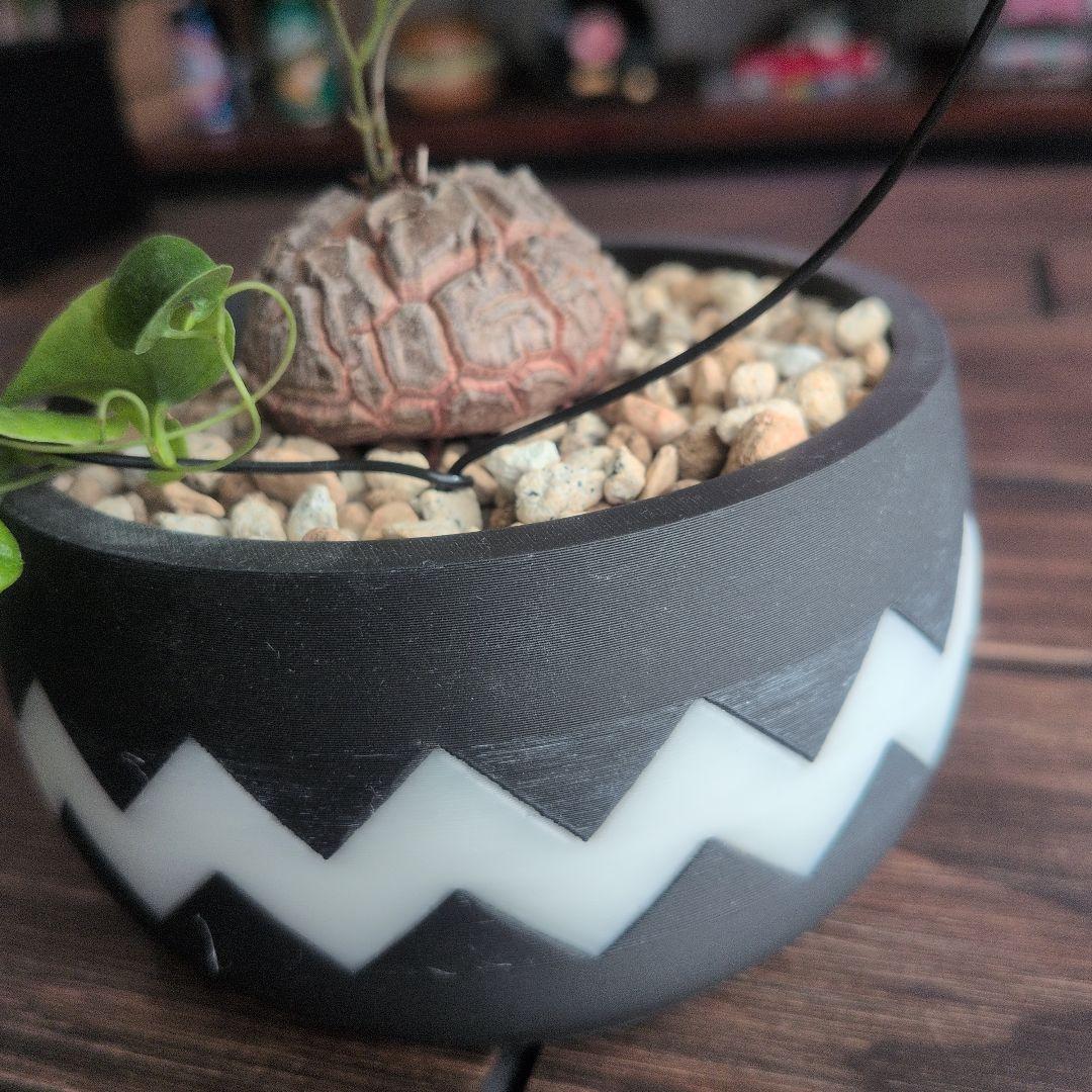 【良型】アフリカ亀甲竜 塊根植物 コーデックス ディオスコレアエレファンティペス